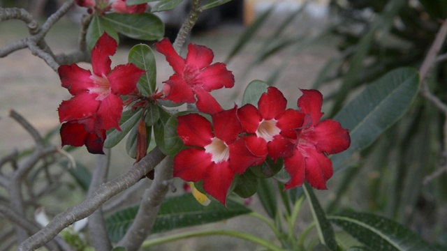 美丽的花背景热带花粉红Adenium沙漠玫瑰视频下载