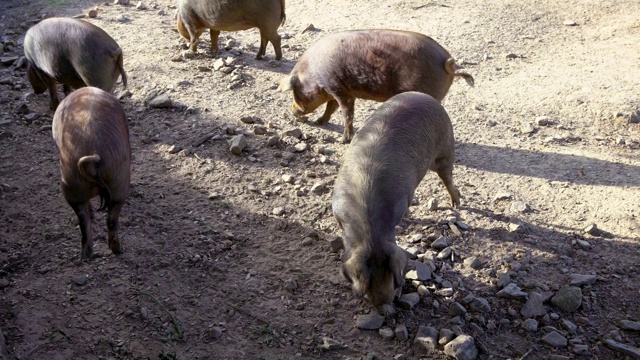 4K黑伊比利亚猪在埃斯特雷马杜拉田里吃橡子。猪群放牧视频下载