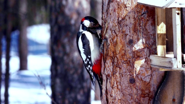 一只啄木鸟坐在松树树干上，从喂食器上吃葵花籽。视频素材