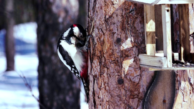 一只啄木鸟坐在松树树干上，从喂食器上吃葵花籽。视频素材