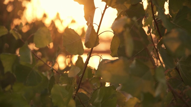 树叶带着阳光视频素材