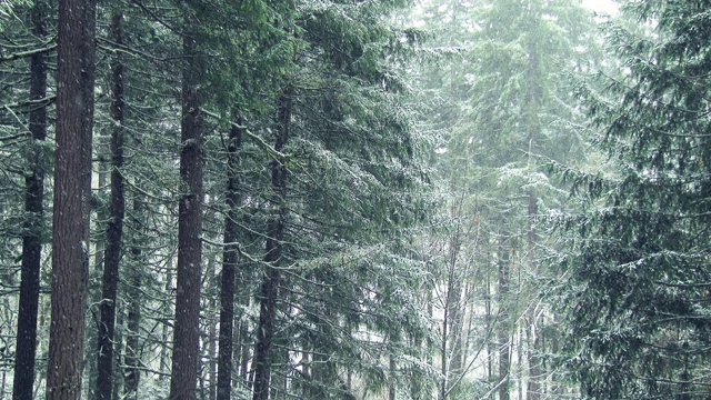 华盛顿州冬季降雪森林景观的Cinemagraph循环视频素材