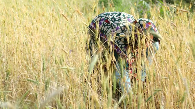 在农田里耕种的妇女视频下载