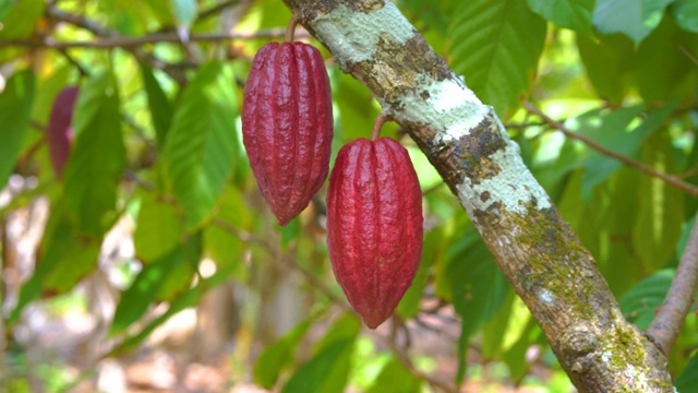 可可树与美丽的暗红色豆荚，新鲜，有机和健康的可可果在4k视频下载