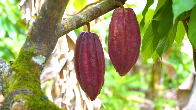 可可树与美丽的暗红色豆荚，新鲜，有机和健康的可可果在4k视频素材