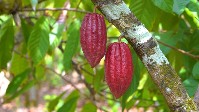 可可树与美丽的暗红色豆荚，新鲜，有机和健康的可可果在4k视频素材