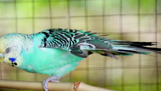 4k分辨率:虎皮鹦鹉，鸟类在繁殖季节将保持成对。视频素材