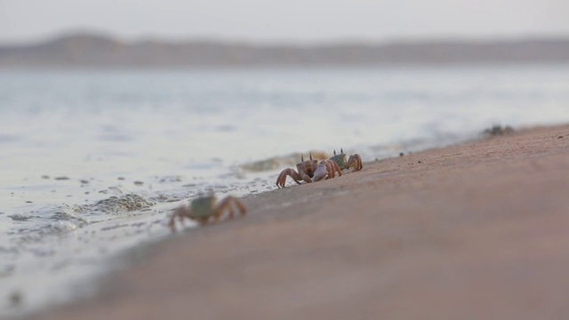 小沙蟹沿着海滩的水边爬行，收集食物视频素材