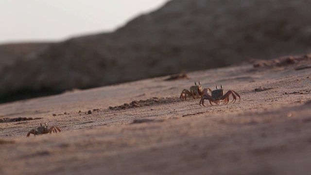 小螃蟹沿着靠近水的沙滩跑。收集食物和滴水孔视频素材