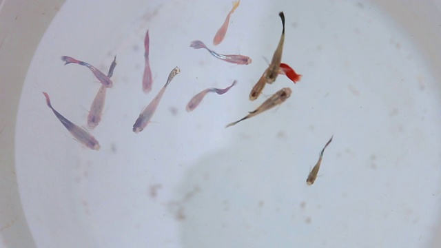 白色鱼缸里五颜六色的小鱼视频下载