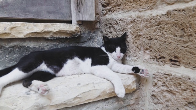 一只流浪猫躺在以色列雅法老城的石阶上。视频素材