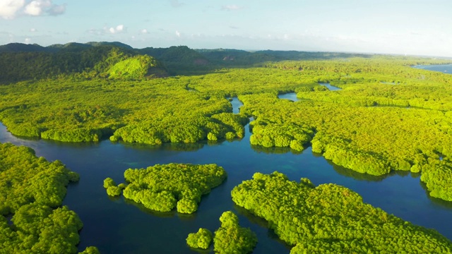 阿纳维哈纳斯群岛，淹没了巴西亚马逊州内格罗河的亚马逊森林视频素材