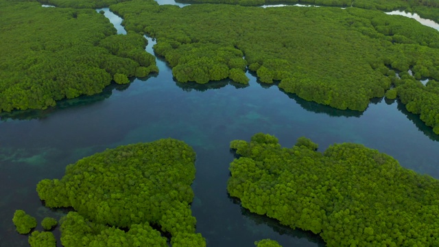 被洪水淹没的亚马逊雨林，内格罗河，巴西视频素材
