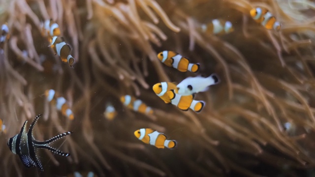 小丑海葵鱼视频素材