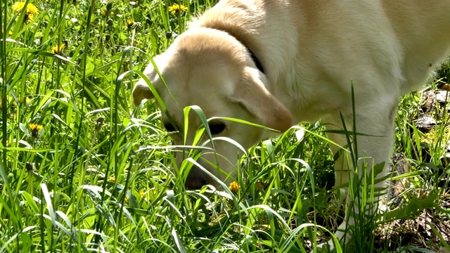 近距离观察吃草的拉布拉多犬视频素材