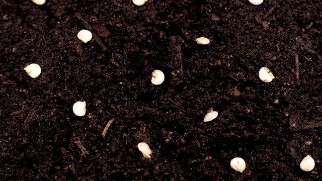 在土壤中播种的甜椒种子。视频下载