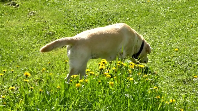白色的拉布拉多犬在草地上散步视频素材