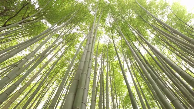 京都的岚山竹林视频素材