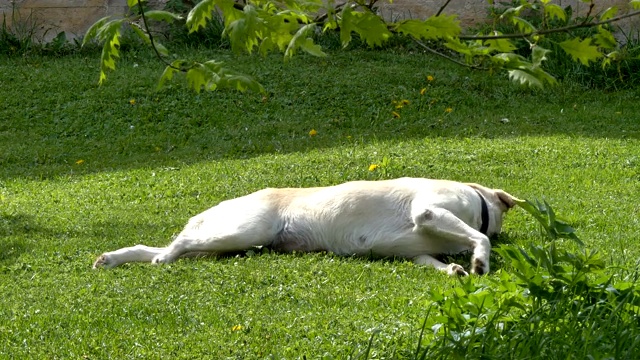 可爱的白色拉布拉多狗在草地上打滚视频素材