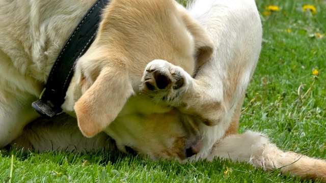 一只白色的拉布拉多犬在舔他的身体视频素材