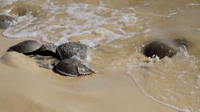 马蹄蟹在涨潮时在墨西哥湾沿岸的沙滩上交配视频素材