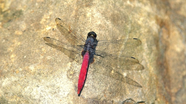 近距离拍摄的一个Lyriothemis elegantissima，一个红色蜻蜓在岩石上视频下载