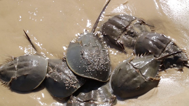 马蹄蟹在涨潮时在墨西哥湾沿岸的沙滩上交配视频素材