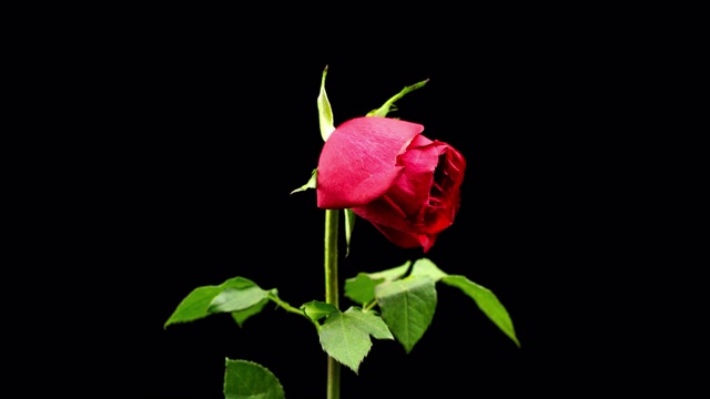垂死的红玫瑰的延时视频素材