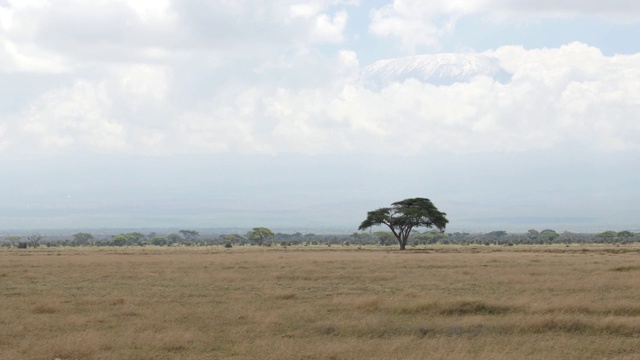 开车穿过乞力马扎罗山(4K)英尺的安博塞利国家公园(Amboseli National Park)视频下载