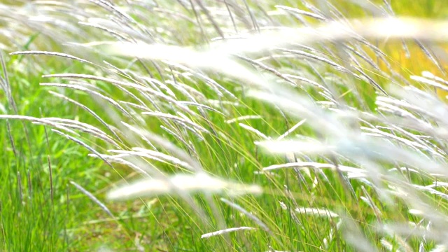 白花草在夏日白天的草地上随风飘动视频素材