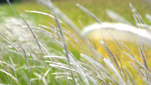 白花草在夏日白天的草地上随风飘动视频素材