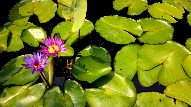 在阳光明媚的日子里，蜜蜂群在池塘的紫莲花或睡莲花上的特写。平移镜头。视频素材