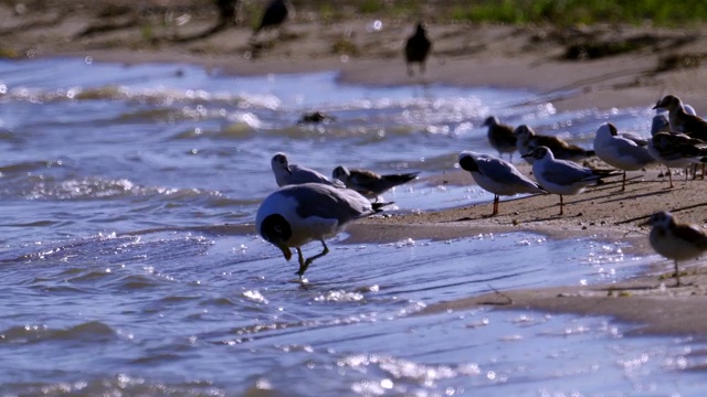 大黑头鸥(Ichthyaetus Ichthyaetus)和一群黑头鸥(Chroicocephalus ridbundus)站在沙滩上休息。视频素材
