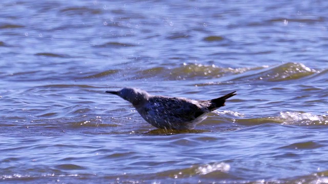 年轻的大黑头鸥(Ichthyaetus Ichthyaetus)站在浅水中洗刷。视频素材
