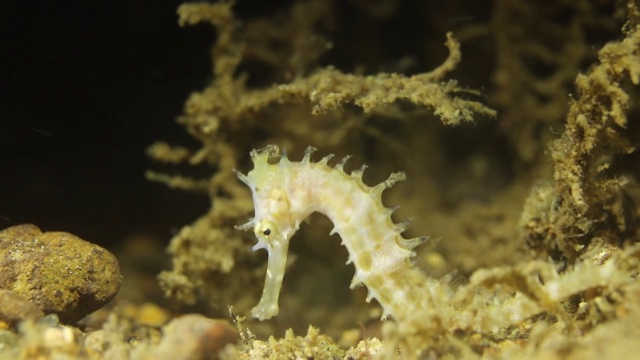 刺海马在沙质海底推进自己视频下载