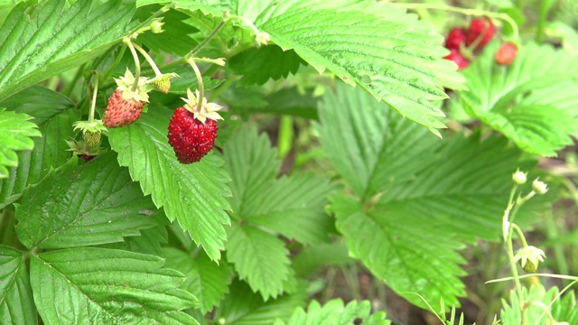 野生草莓生长在森林的空地上视频素材
