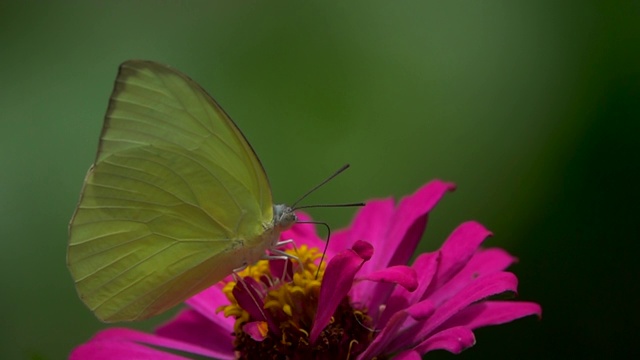 黄蝴蝶吃花蜜运动视频素材