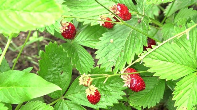 野生草莓生长在森林的空地上视频素材