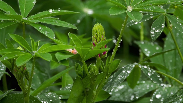 羽扇豆的芽和叶带有雨滴视频素材