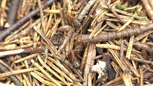森林中大型森林蚂蚁的特写视频素材