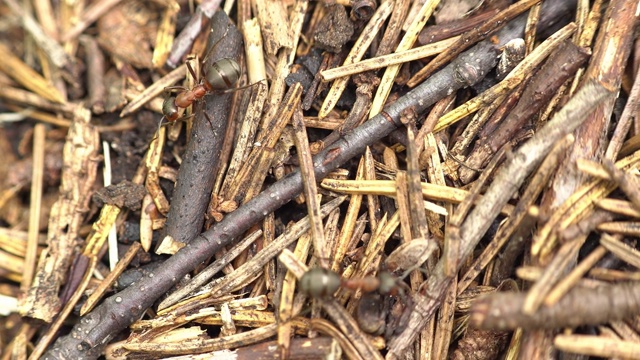 森林中大型森林蚂蚁的特写视频素材