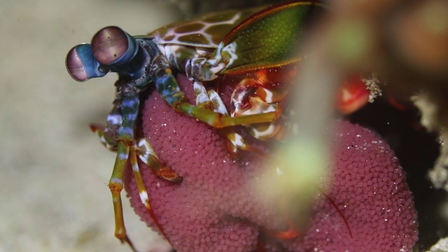 这是螳螂虾和它的一窝卵的特写视频下载