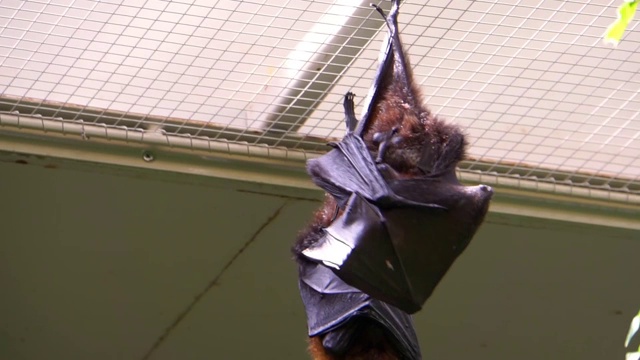 罗德里格斯飞狐在清理皮毛的特写，来自非洲的热带果蝠，濒危动物物种视频下载
