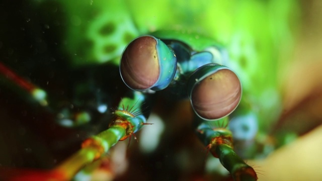 孔雀螳螂虾移动眼睛的特写视频下载