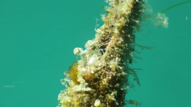 螳螂虾突出它的眼睛和前臂从珊瑚的缝隙视频下载