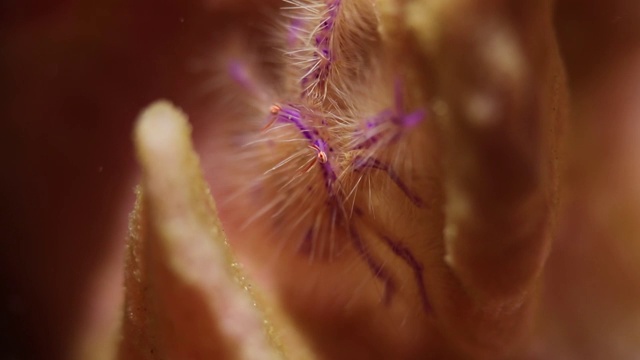 在菲律宾阿尼劳的珊瑚礁上爬行的多毛蹲龙虾视频下载