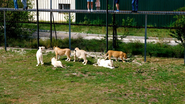 游客在动物园里喂狮子。视频下载