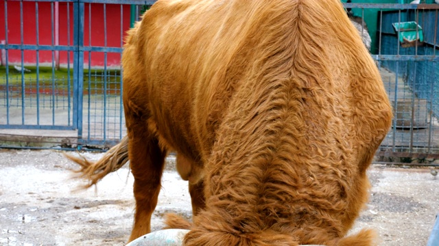 苏格兰高地牛。视频素材