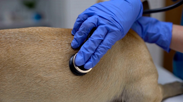 兽医治疗师在动物诊所用听诊器检查狗，宠物保健视频下载