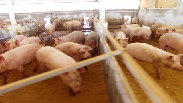在农场的围场里，一群猪(粉色、棕色)在玩耍，朝不同的方向跑来跑去，视频下载